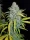 Fast Buds Blue Dream AUTO - 3 autoflowering Samen