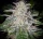 Fast Buds Blue Dream AUTO - 3 autoflowering Samen