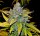 Fast Buds Blue Dream AUTO - 3 autoflowering Samen