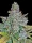 Fast Buds Blue Dream AUTO - 3 automatisierte Samen