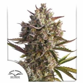 Dutch Passion Blueberry AUTO - 3 automated seeds