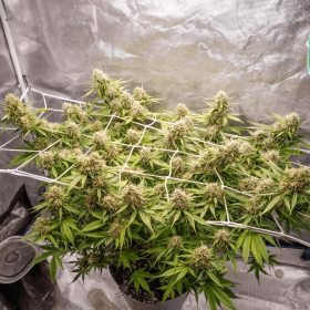 Dutch Passion Blueberry AUTO - 3 autoflowering Samen