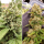 Dutch Passion Blueberry AUTO - 3 autoflowering Samen