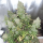 Dutch Passion Blueberry AUTO - 3 autoflowering Samen