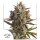 Dutch Passion Blueberry AUTO - 3 automatisierte Samen