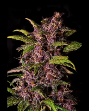 Fast Buds Crystal Meth AUTO - 3 automatisierte Samen