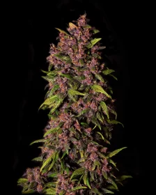 Fast Buds Crystal Meth AUTO - 3 autoflowering Samen