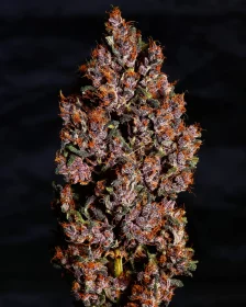 Fast Buds Crystal Meth AUTO - 3 autoflowering Samen