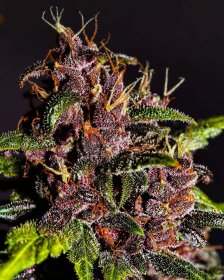 Fast Buds Crystal Meth AUTO - 3 autoflowering Samen