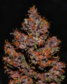 Fast Buds Crystal Meth AUTO - 3 autoflowering Samen