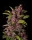 Fast Buds Crystal Meth AUTO - 3 autoflowering Samen