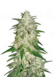 Fast Buds Gelato AUTO - 3 autoflowering Samen