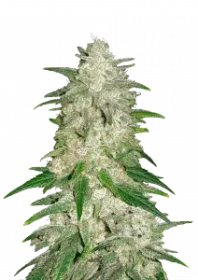 Fast Buds Gelato AUTO - 3 autoflowering Samen