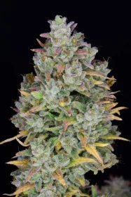 Fast Buds Gelato AUTO - 3 automated seeds