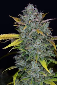 Fast Buds Gelato AUTO - 3 autoflowering Samen