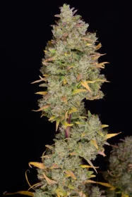 Fast Buds Gelato AUTO - 3 autoflowering Samen