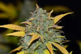 Fast Buds Gelato AUTO - 3 autoflowering Samen