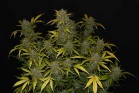 Fast Buds Gelato AUTO - 3 autoflowering Samen