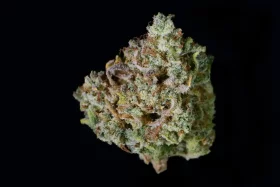 Fast Buds Gelato AUTO - 3 automatisierten Samen