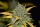 Fast Buds Gelato AUTO - 3 autoflowering Samen