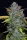 Fast Buds Gelato AUTO - 3 automatisierten Samen