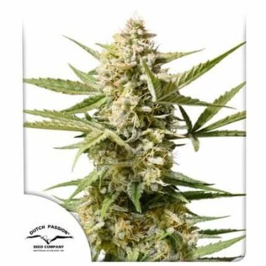 Dutch Passion Cinderella Jack AUTO - 3 autoflowering Samen