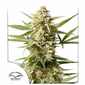 Dutch Passion Cinderella Jack AUTO - 3 autoflowering Samen