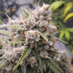 Dutch Passion Cinderella Jack AUTO - 3 automated seeds