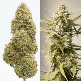 Dutch Passion Cinderella Jack AUTO - 3 autoflowering Samen