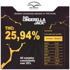 Dutch Passion Cinderella Jack AUTO - 3 autoflowering Samen