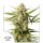 Dutch Passion Cinderella Jack AUTO - 3 autoflowering Samen