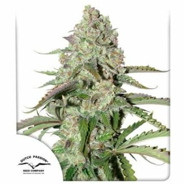 Dutch Passion Colorado Cookies AUTO - 3 automatisierte Samen