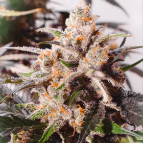 Dutch Passion Colorado Cookies AUTO - 3 automated seeds