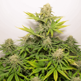 Dutch Passion Colorado Cookies AUTO - 3 autoflowering Samen