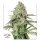 Dutch Passion Colorado Cookies AUTO - 3 autoflowering Samen