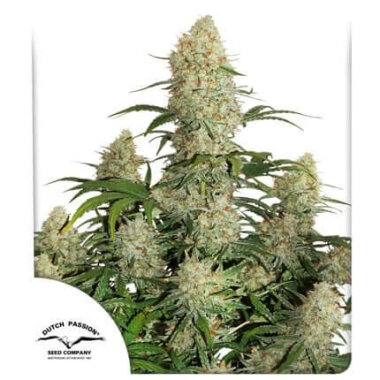 Dutch Passion Critical Orange Punch AUTO - 3...