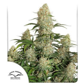 Dutch Passion Critical Orange Punch AUTO - 3 automated seeds