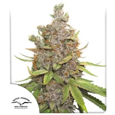 Dutch Passion Glueberry O.G. AUTO - 3 automatisierte Samen