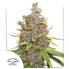 Dutch Passion Glueberry O.G. AUTO - 3 automated seeds