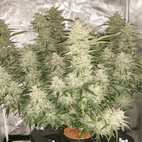 Dutch Passion Glueberry O.G. AUTO - 3 autoflowering Samen