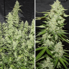 Dutch Passion Glueberry O.G. AUTO - 3 autoflowering Samen