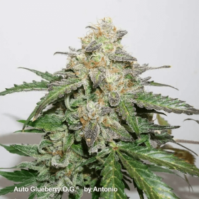 Dutch Passion Glueberry O.G. AUTO - 3 automatisierte Samen