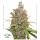 Dutch Passion Glueberry O.G. AUTO - 3 autoflowering Samen