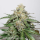 Dutch Passion Glueberry O.G. AUTO - 3 autoflowering Samen