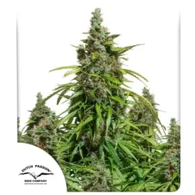 Dutch Passion Mazar AUTO- 3 autoflowering Samen