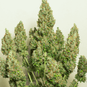 Dutch Passion Mazar AUTO- 3 automated seeds