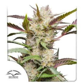 Dutch Passion Mimosa Punch AUTO - 3 automated seeds