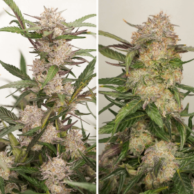 Dutch Passion Mimosa Punch AUTO - 3 automated seeds