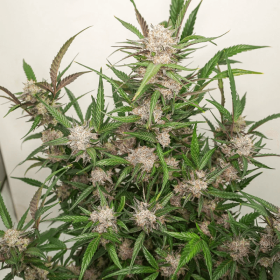 Dutch Passion Mimosa Punch AUTO - 3 autoflowering Samen