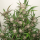 Dutch Passion Mimosa Punch AUTO - 3 autoflowering Samen